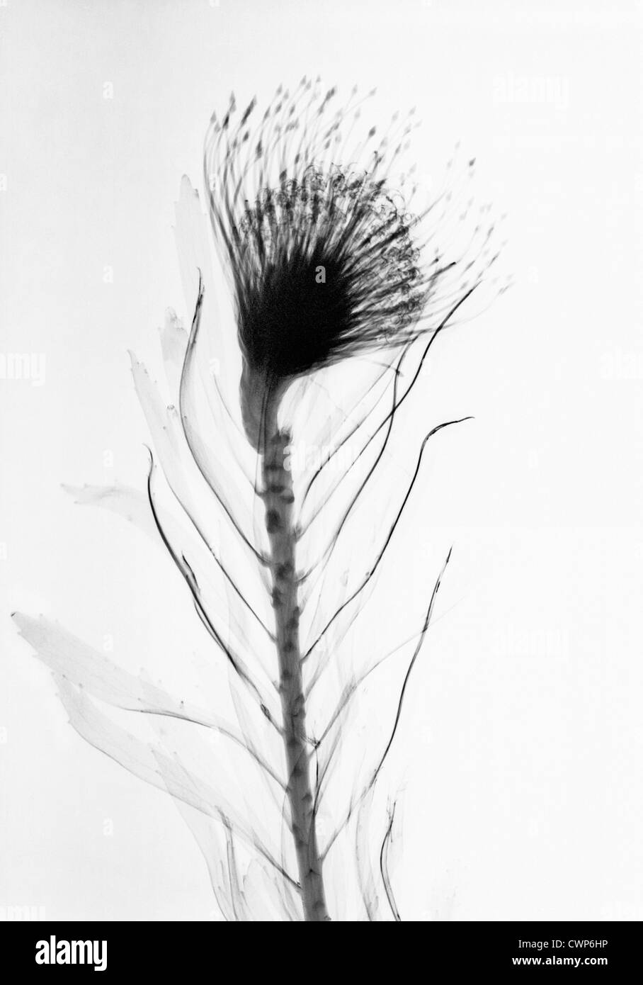 Leucospermum, Pincushion Stock Photo