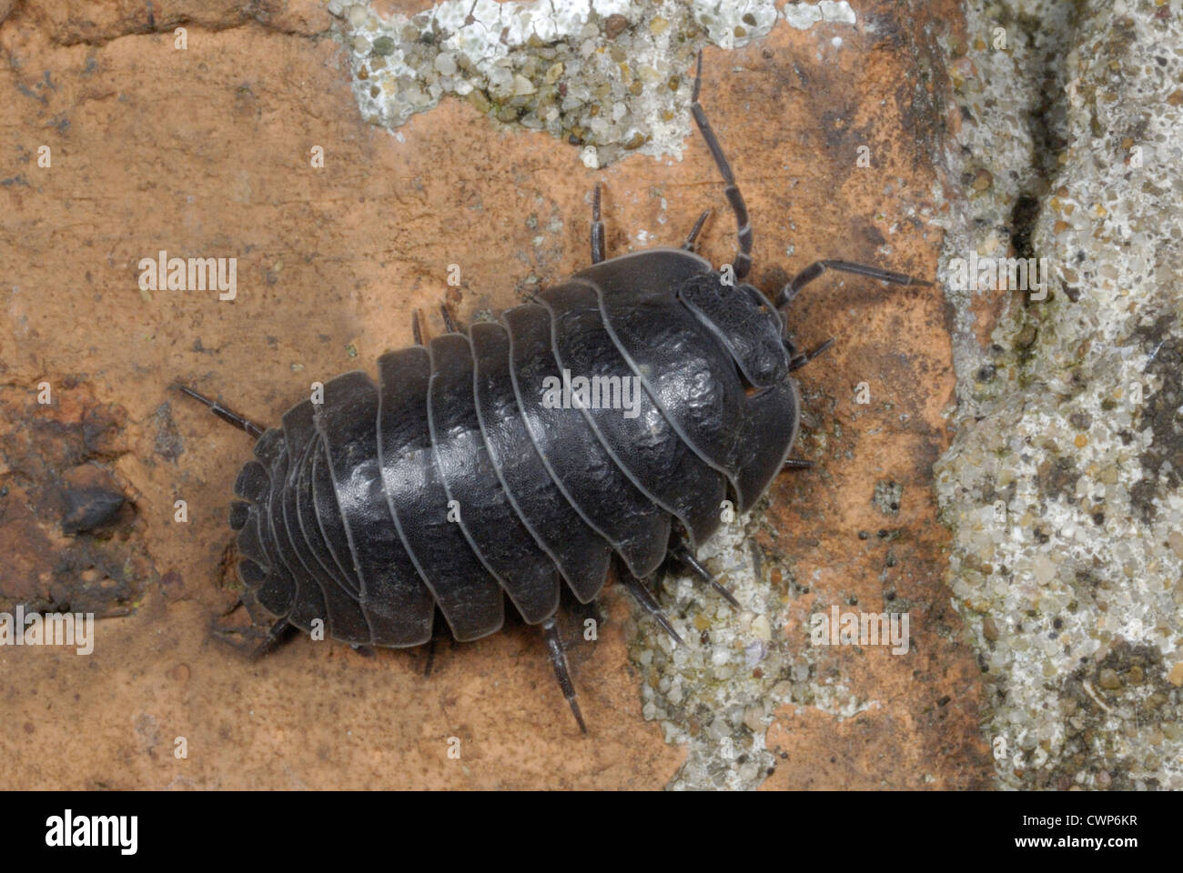 Southern Pill Woodlouse (Armadillidium depressum) adult, on old brick wall in suburban garden, Gorseinon, South Wales, may Stock Photo