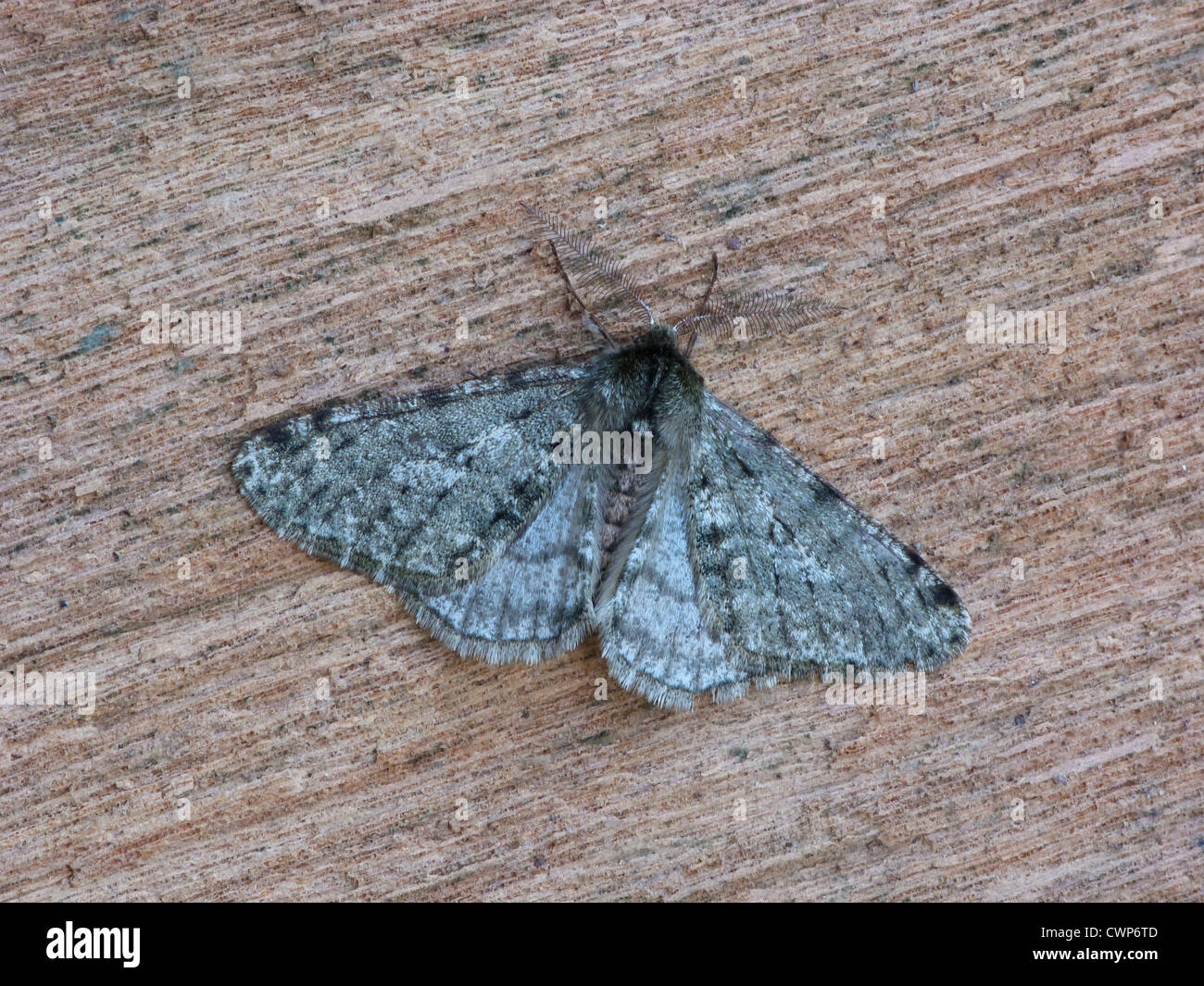 Grey Birch Moth (Aethalura punctulata) adult, resting on fencepost, Cannobina Valley, Italian Alps, Italy, march Stock Photo
