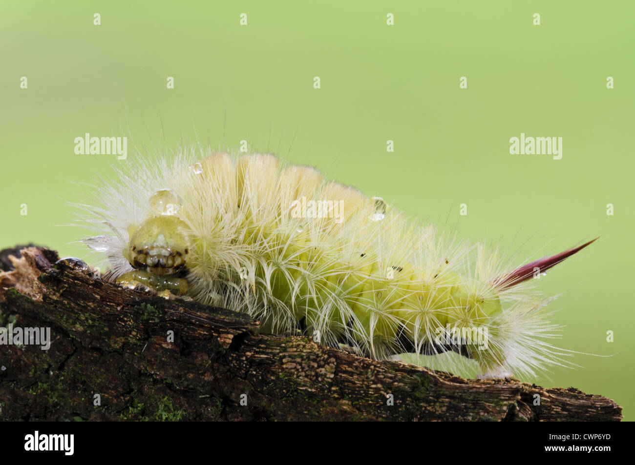 Pale Tussock Moth Calliteara Pudibunda Caterpillar With Raindrops On pale-tussock-moth-calliteara-pudibunda-caterpillar-with-raindrops-on