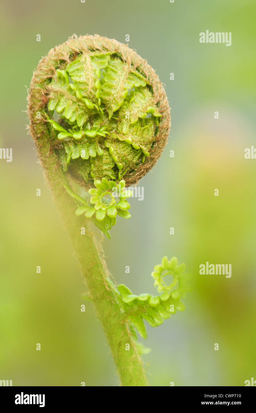 Male Fern (Dryopteris filix-mas) close-up of uncurling frond, Kent, England, may Stock Photo