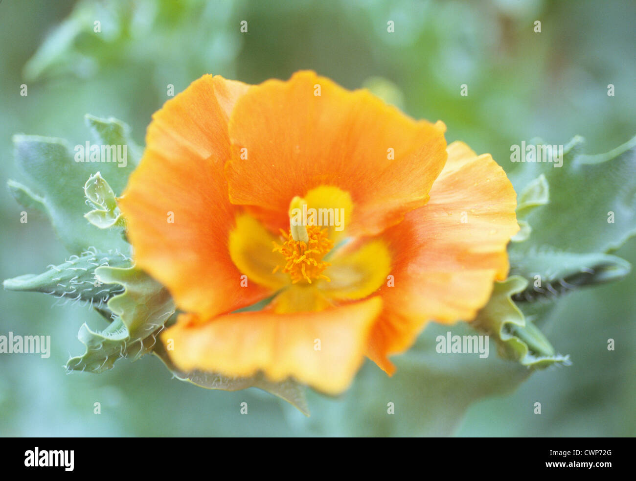 Glaucum flavum, Yellow Horned Poppy Stock Photo