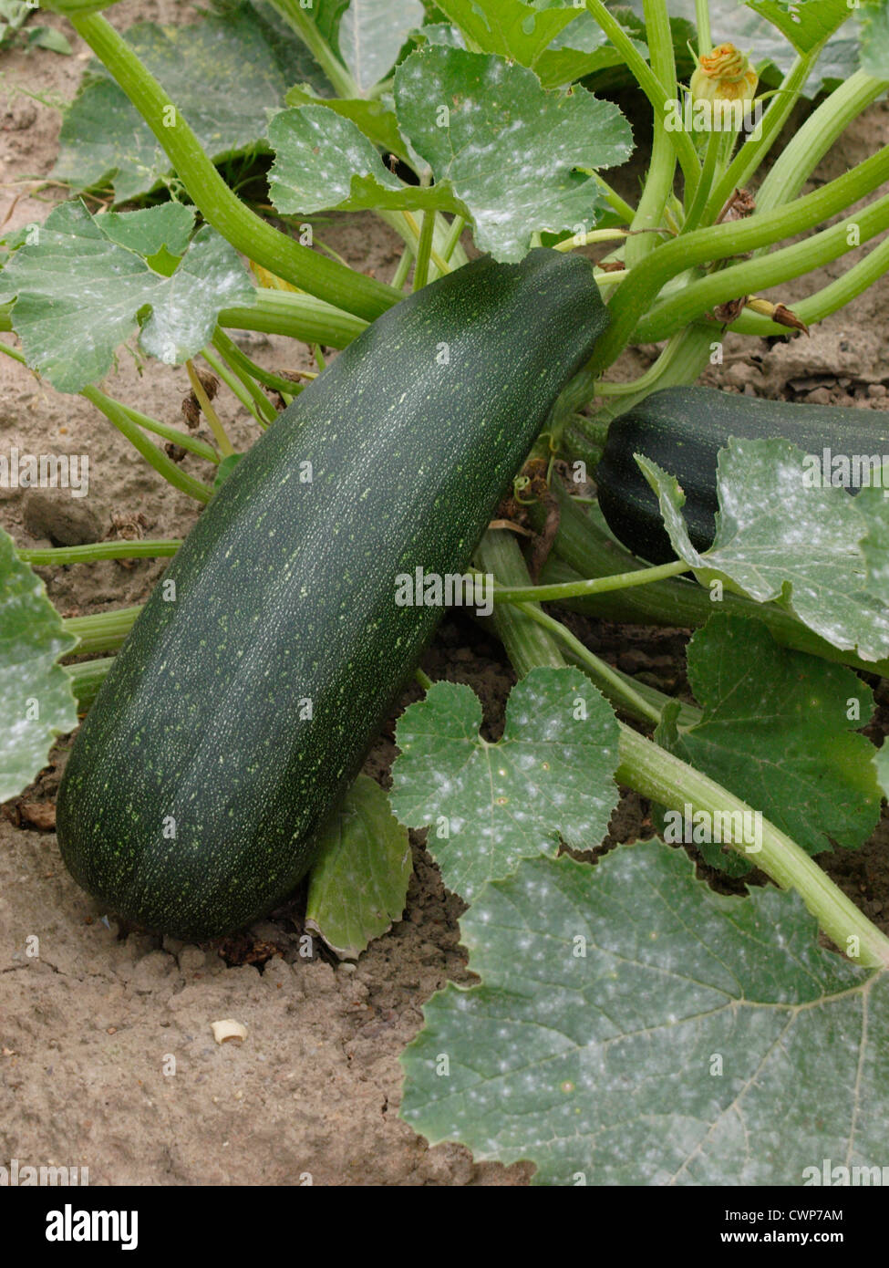 Marrow growing, UK Stock Photo