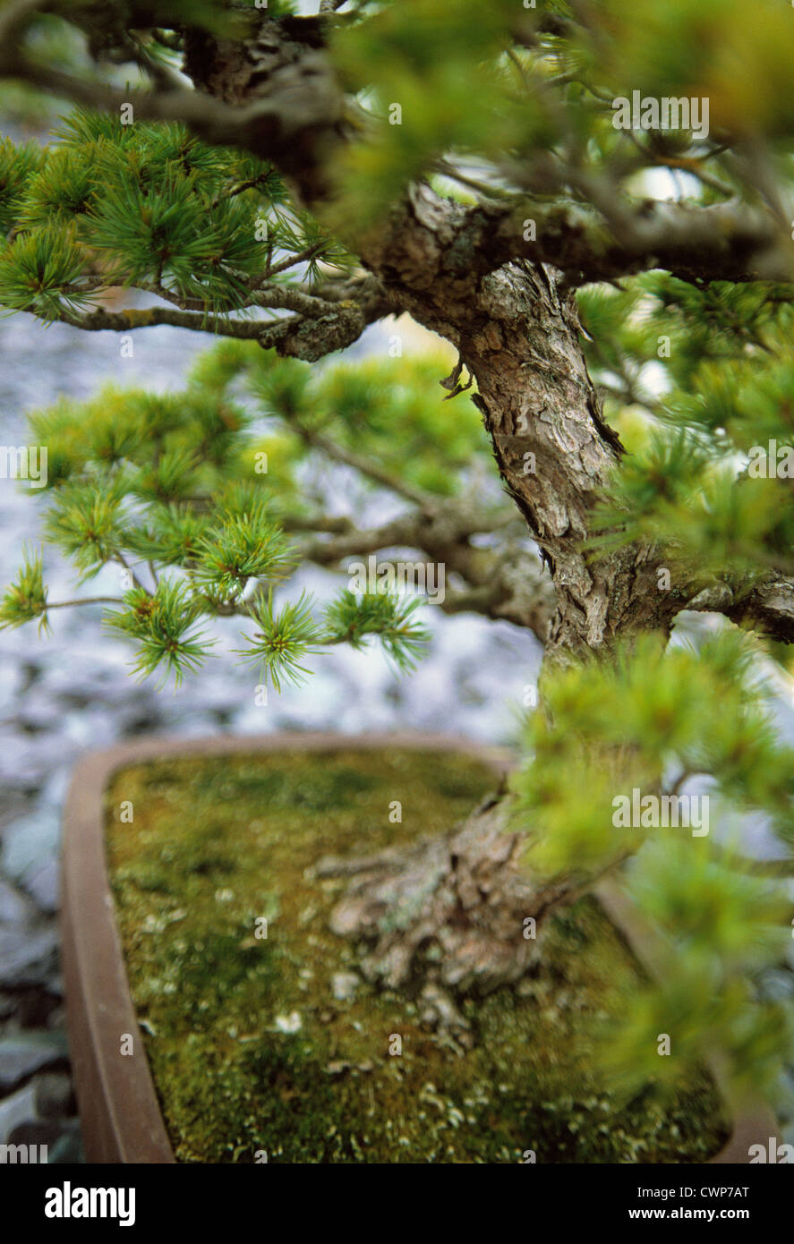 Pinus parviflora, Japanese White Pine Stock Photo