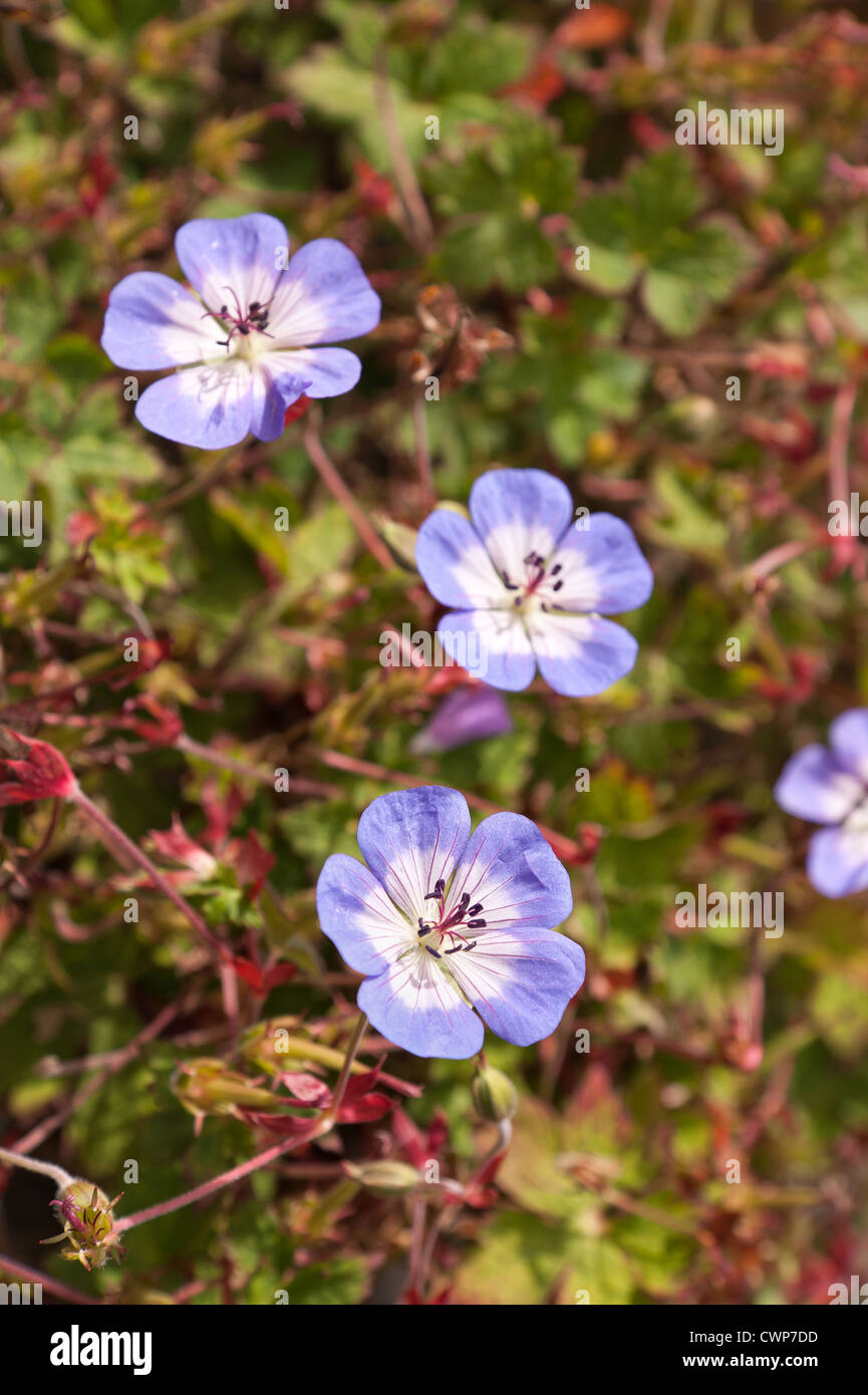 Geranium rozanne magenta pink solitary flowers bloom with small deeply ...