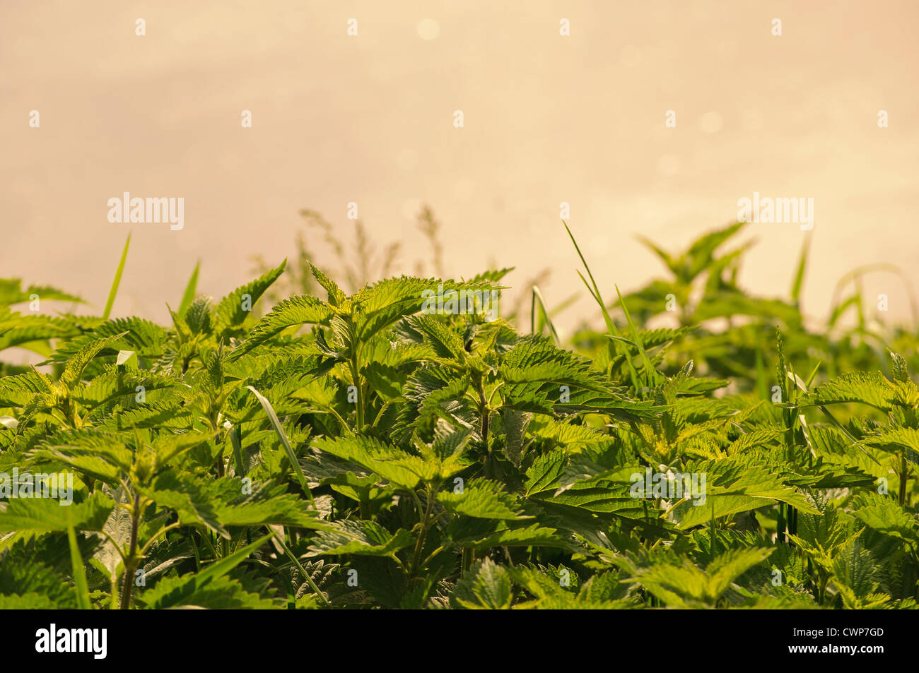 Field of nettles hires stock photography and images Alamy