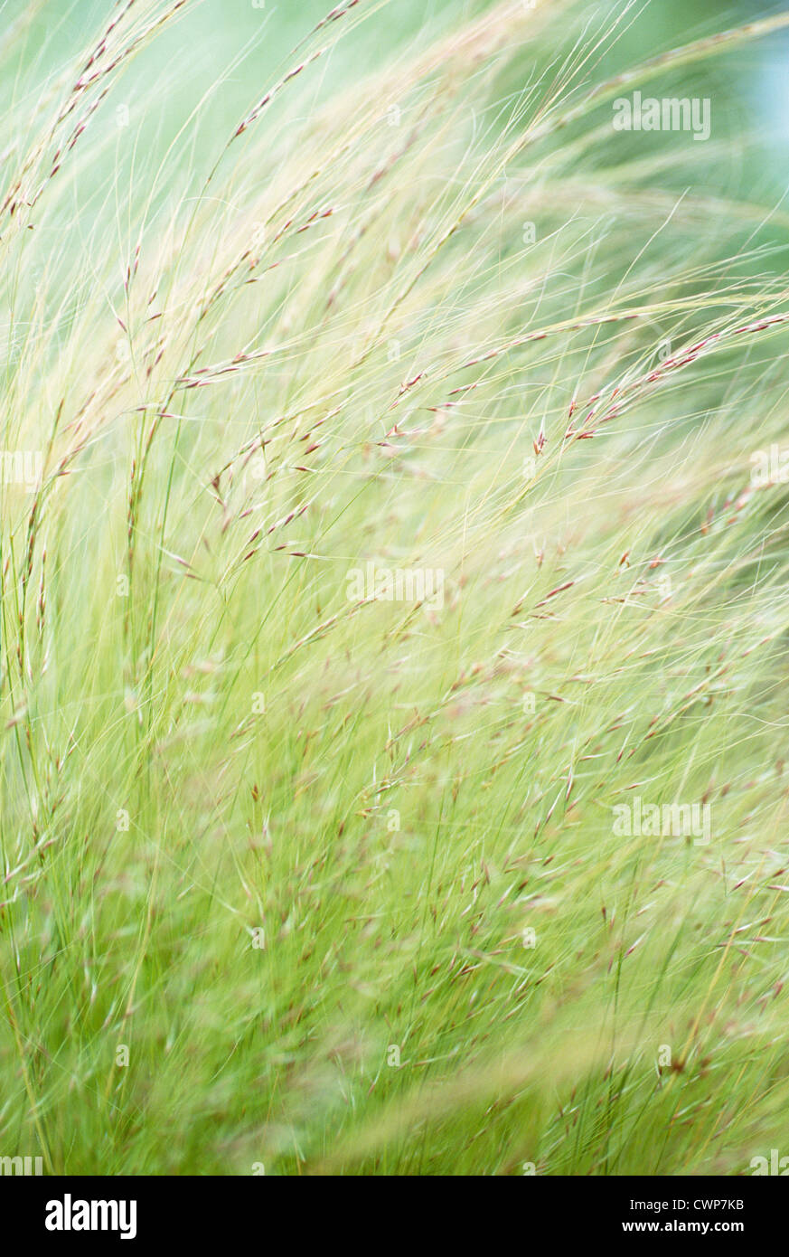 Nasella tenuissima, Stipa tenuissima, Mexican feather grass Stock Photo