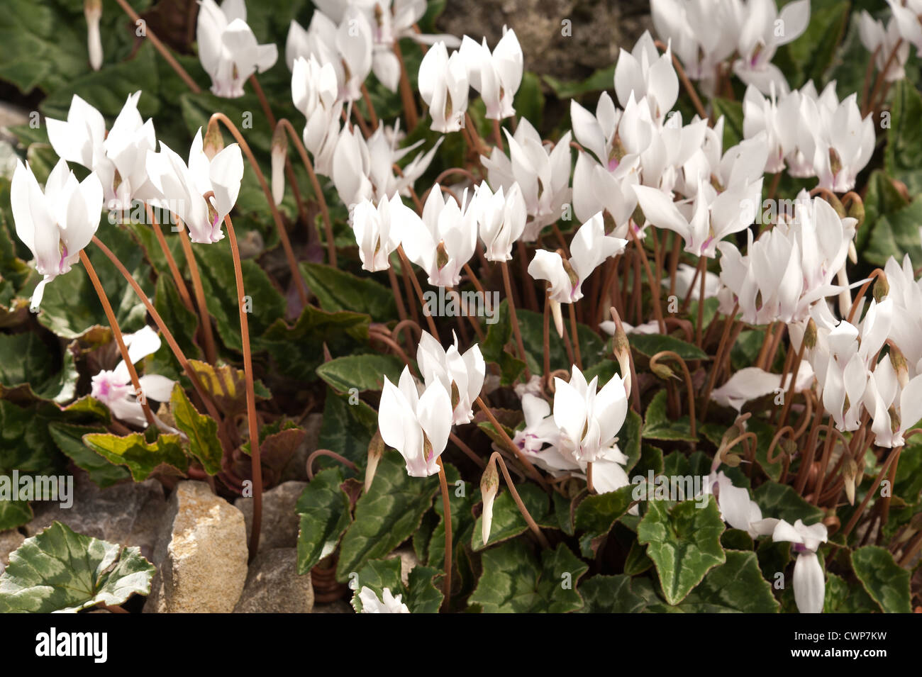 Cyclamen hederifolium album mass of white bloom flower heads with variably patterned leaves Stock Photo