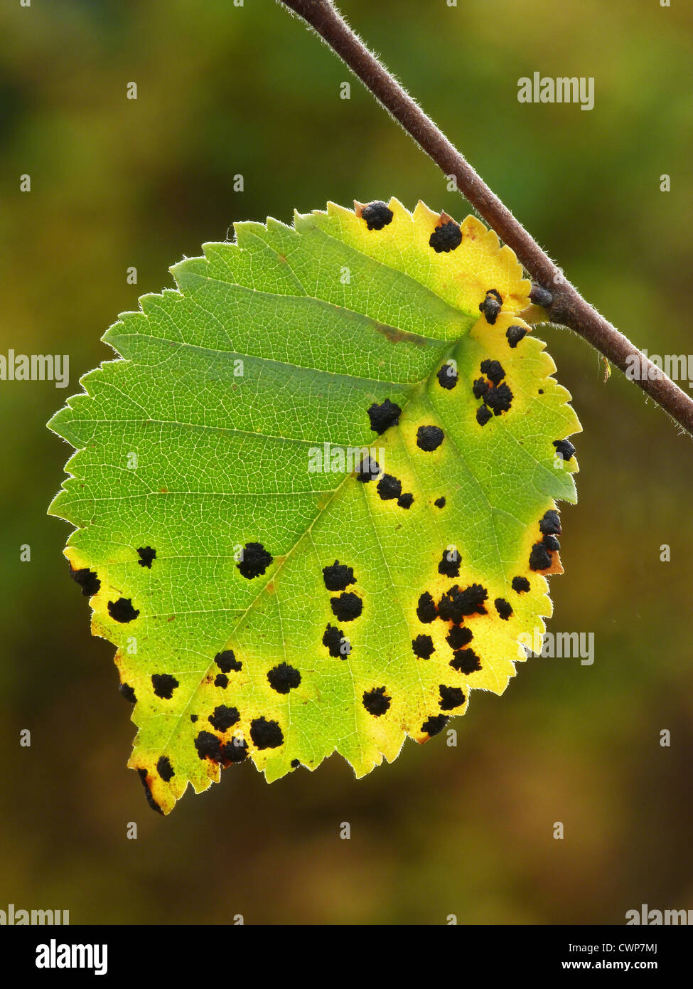 Common Alder (Alnus glutinosa) close-up of leaf, in autumn colour with tar spot disease lesions, Leicestershire, England, Stock Photo