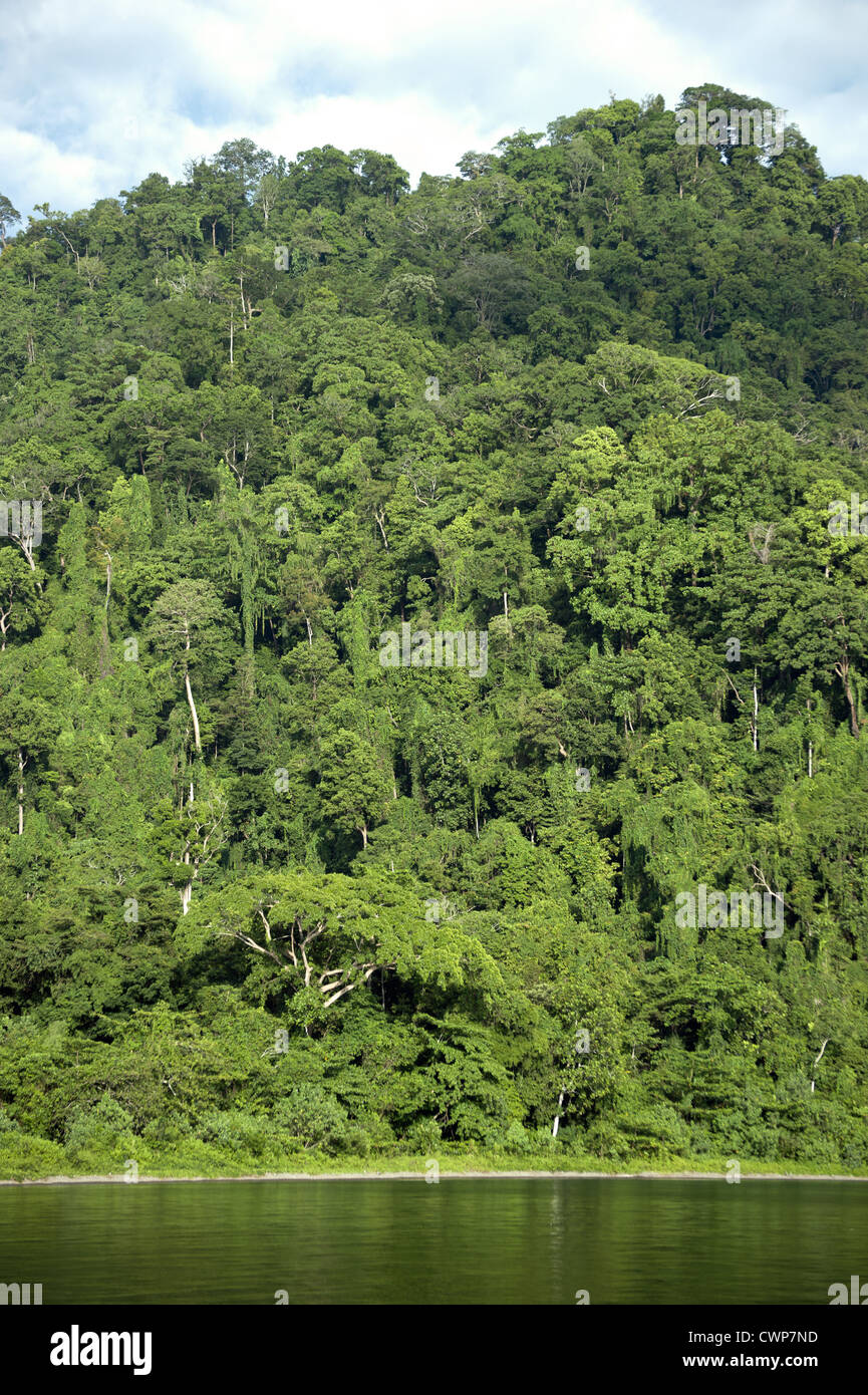 Rainforests Papua New Guinea Hi Res Stock Photography And Images Alamy Rainforests Papua New Guinea Hi Res Stock Photography And Images Alamy
