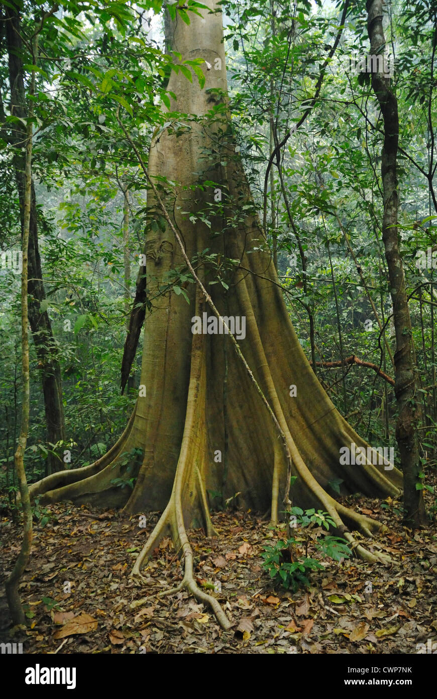 Dipterocarp (Dipterocarpaceae sp.) with buttress roots, growing in primary rainforest, Taksin Maharat N.P., Tak Province, Stock Photo