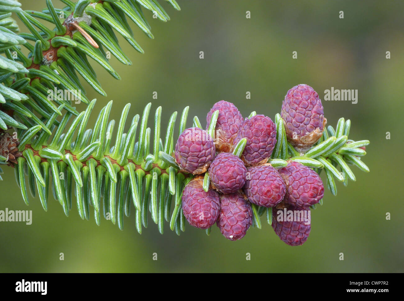 Norway Spruce (Picea abies) close-up of female flower cones, Andalucia, Spain, april Stock Photo