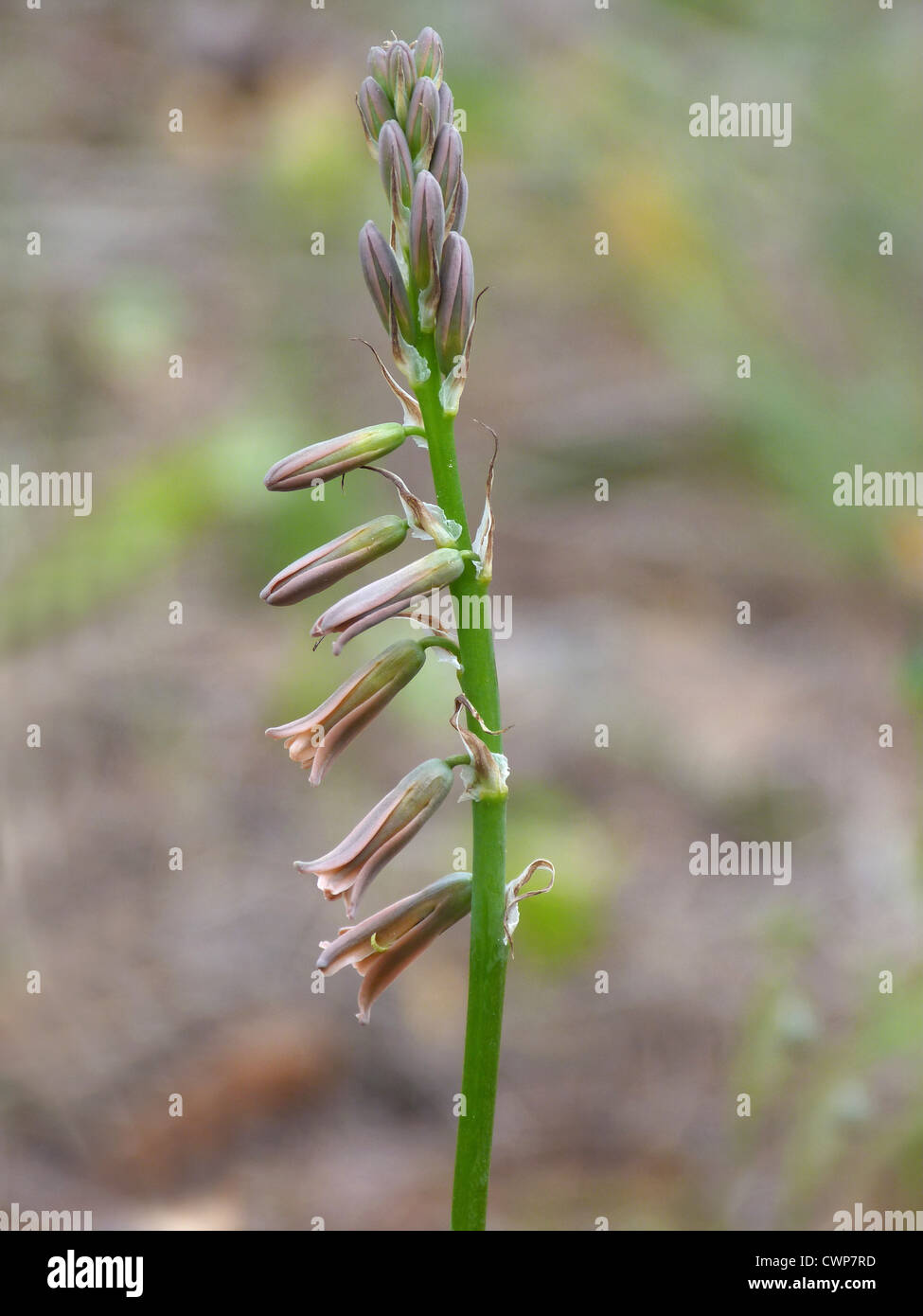 Brown Bluebell (Dipcadi serotina) flowering stem, growing in pine woodland, Andalucia, Spain, april Stock Photo