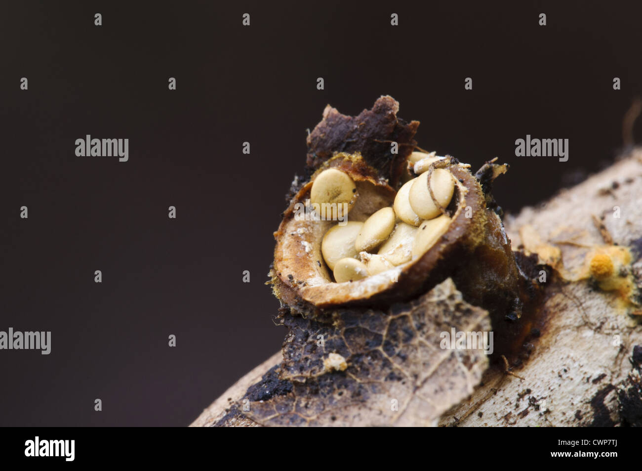 Field Bird's Nest Fungus (Crucibulum laeve) fruiting body, opened to