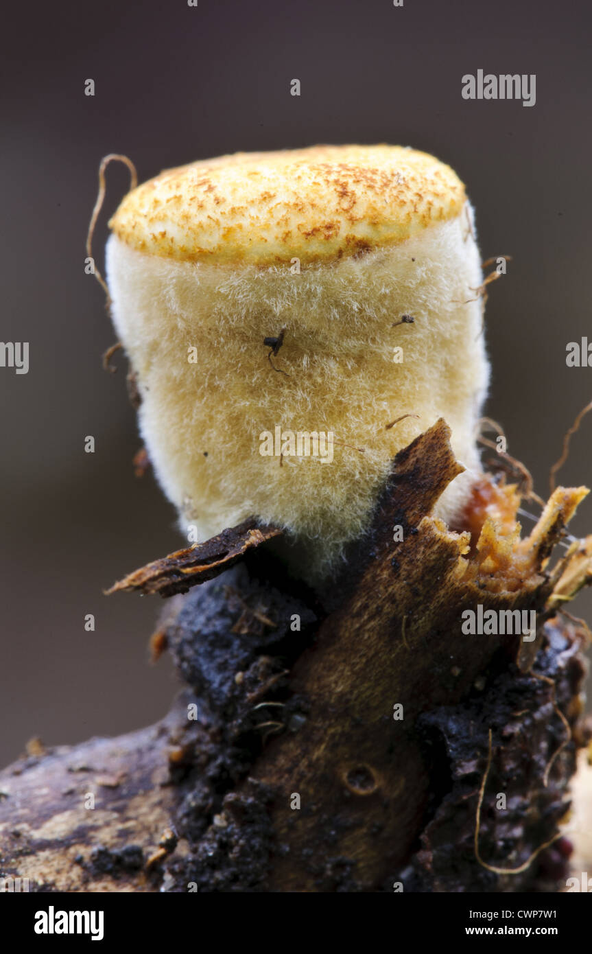 Field Bird's Nest Fungus (Crucibulum laeve) fruiting body, prior to