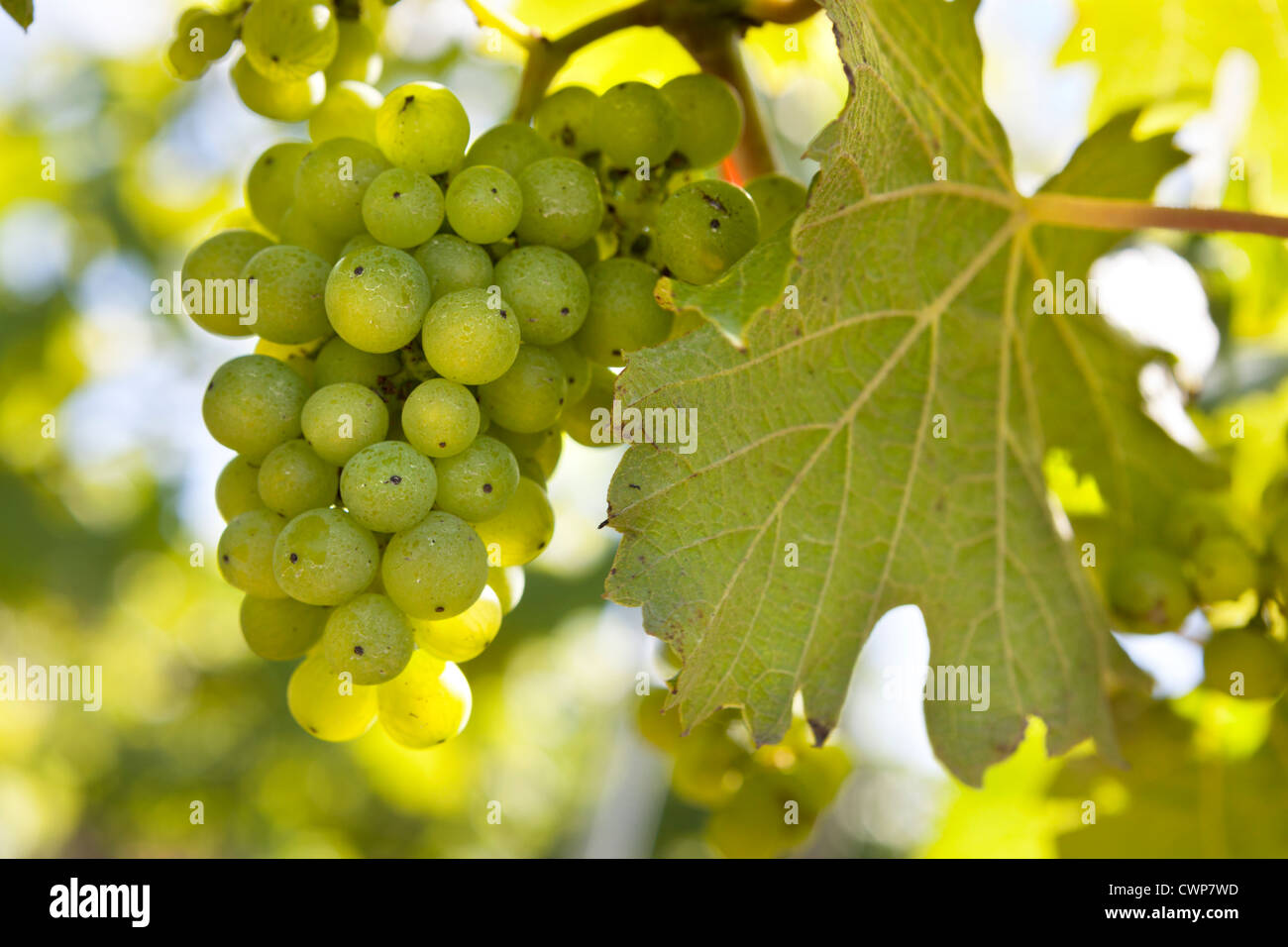 Bacchus grapes at the Chapel Down Winery Stock Photo