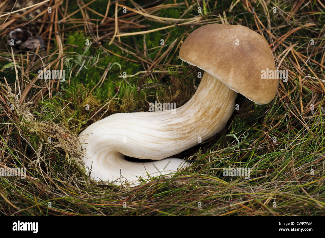 Cep (Boletus edulis) fruiting body with long curved stipe, growing in grassland, Clumber Park, Nottinghamshire, England, october Stock Photo