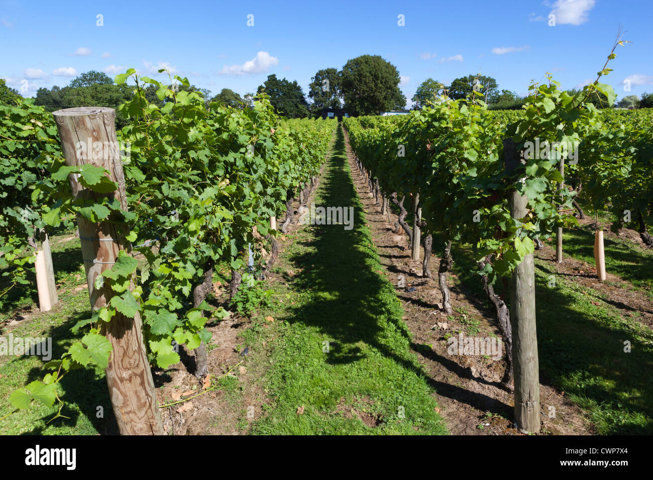Bacchus vines at the Chapel Down Winery Stock Photo