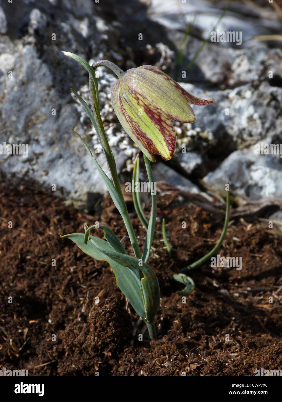 Portuguese Fritillary (Fritillaria lusitanica) flowering, Andalucia, Spain, april Stock Photo