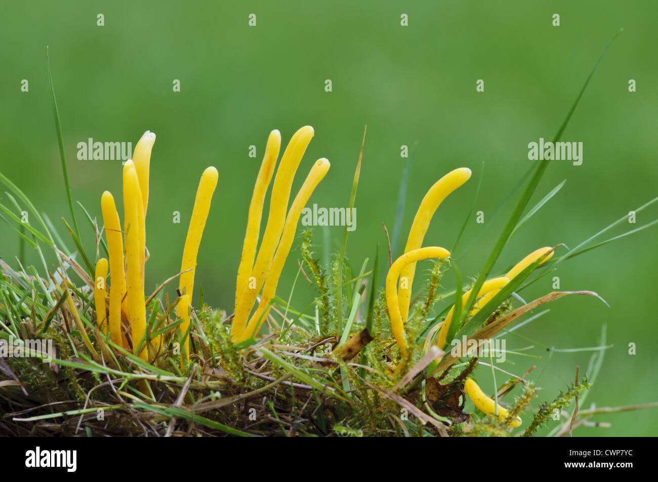 Golden Spindles (Clavulinopsis fusiformis) fruiting bodies, growing amongst grass, Clumber Park, Nottinghamshire, England, Stock Photo