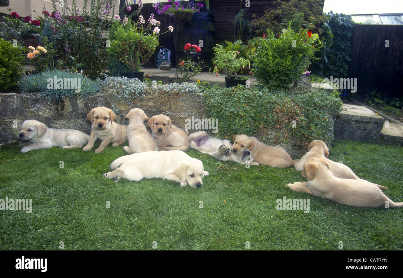 Golden Retriever puppies relaxing on lawn, UK Stock Photo Alamy