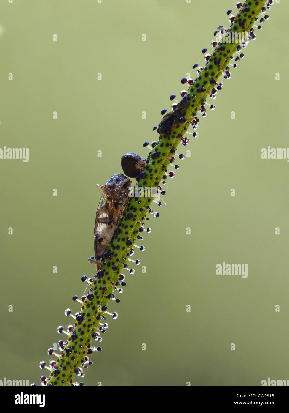 Portuguese Sundew (Drosophyllum lusitanicum) close-up of leaf with trapped insect, glandular hairs on leaf with sticky Stock Photo