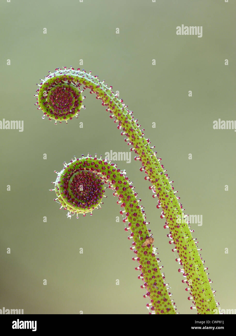 Portuguese Sundew (Drosophyllum lusitanicum) closeup of new leaves