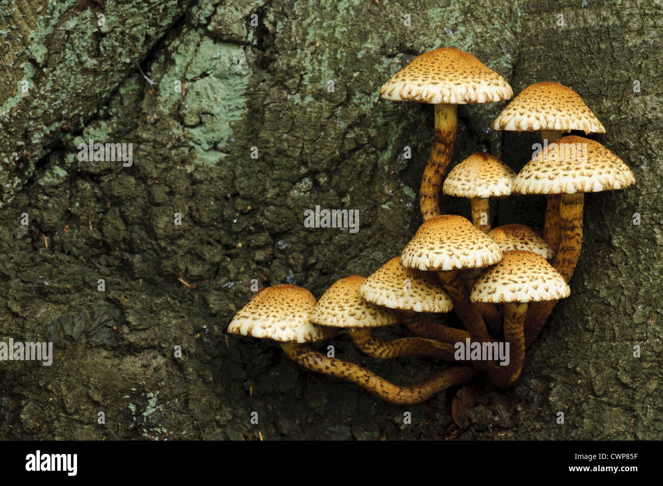 Shaggy Scalycap (Pholiota squarrosa) fruiting bodies, group growing from tree trunk, Clumber Park, Nottinghamshire, England, Stock Photo