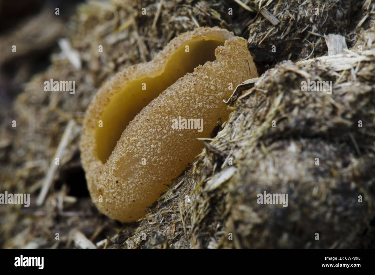 Blistered Cup (Peziza vesiculosa) fruiting body, growing on cattle dung, Arnside Knott, Cumbria, England, april Stock Photo