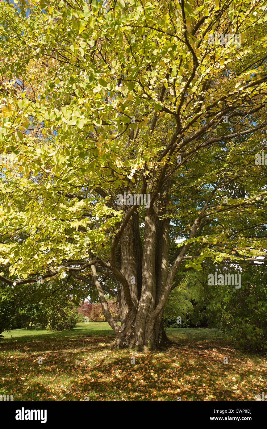 Delicate greens of the Katsura tree Cercidiphyllum japonicum as the