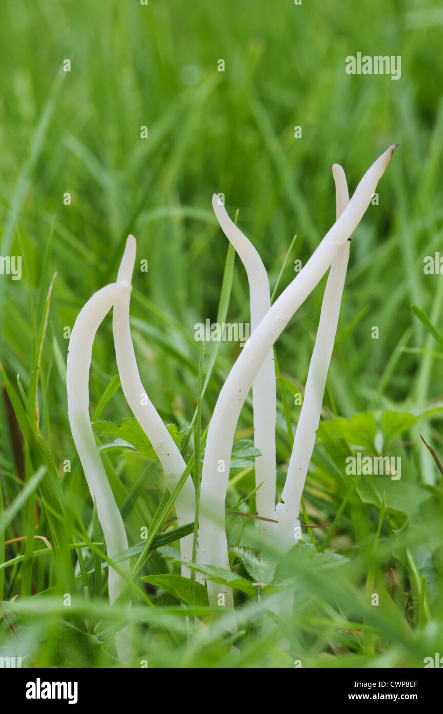 White Spindles (Clavaria fragilis) fruiting bodies, growing amongst grass, Clumber Park, Nottinghamshire, England, october Stock Photo