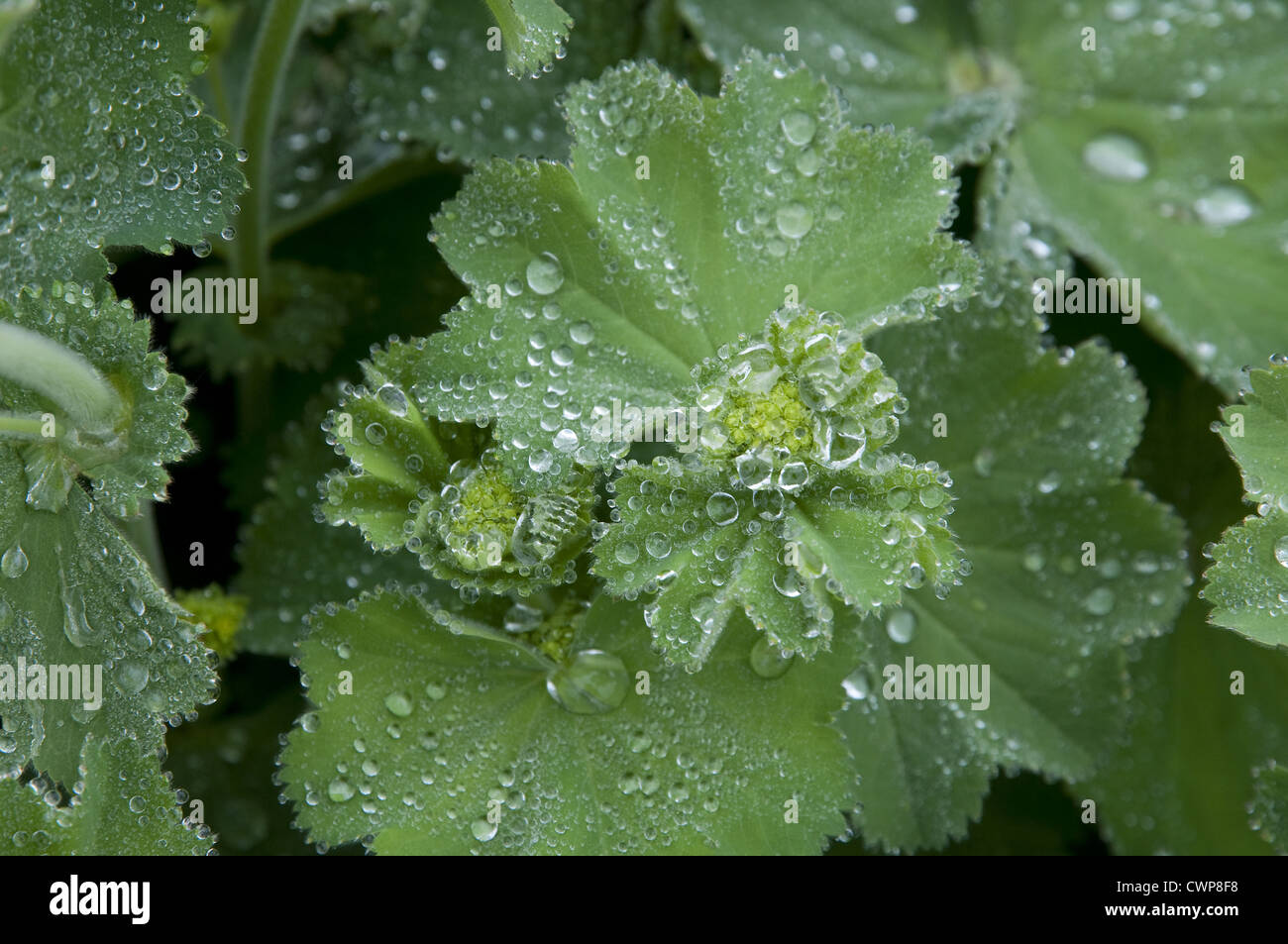 Perennials ladys mantle hi-res stock photography and images - Alamy