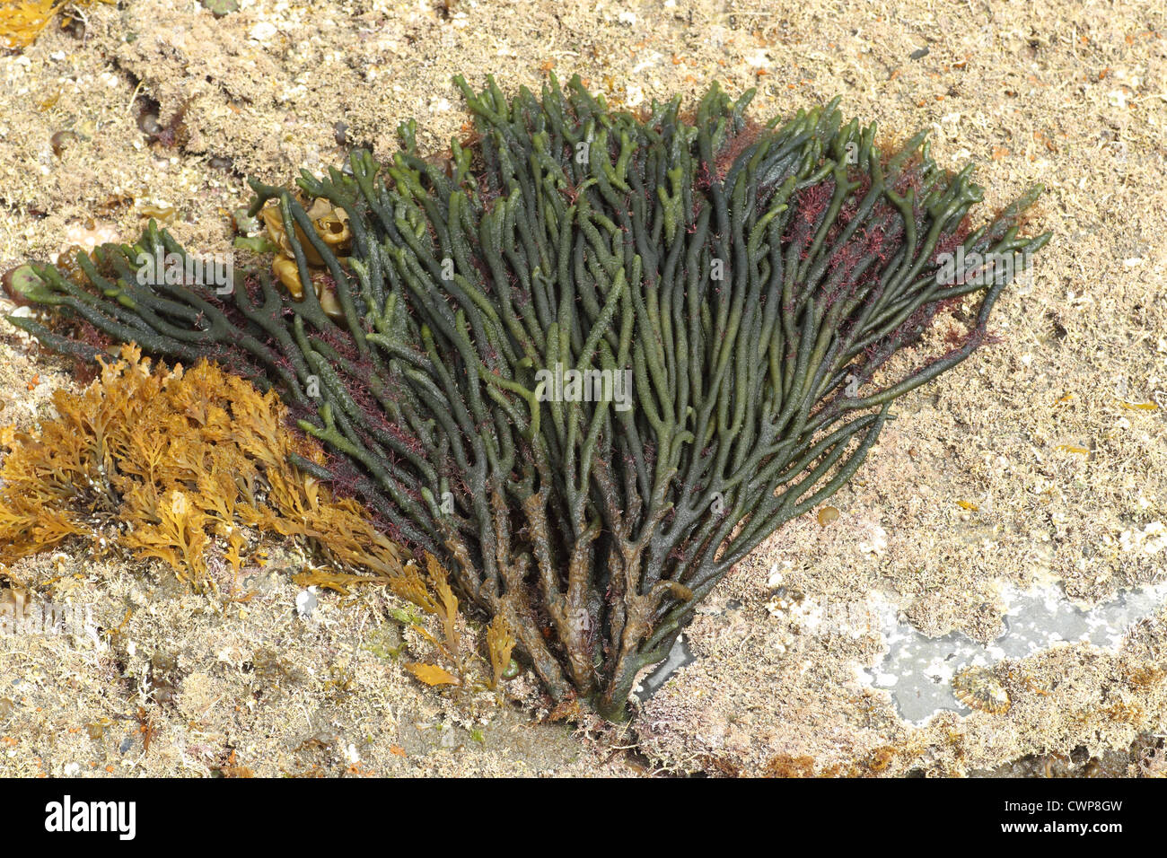 Green Fleece (Codium fragile) introduced invasive species, attached to rock at low tide, Kimmeridge, Isle of Purbeck, Dorset, Stock Photo
