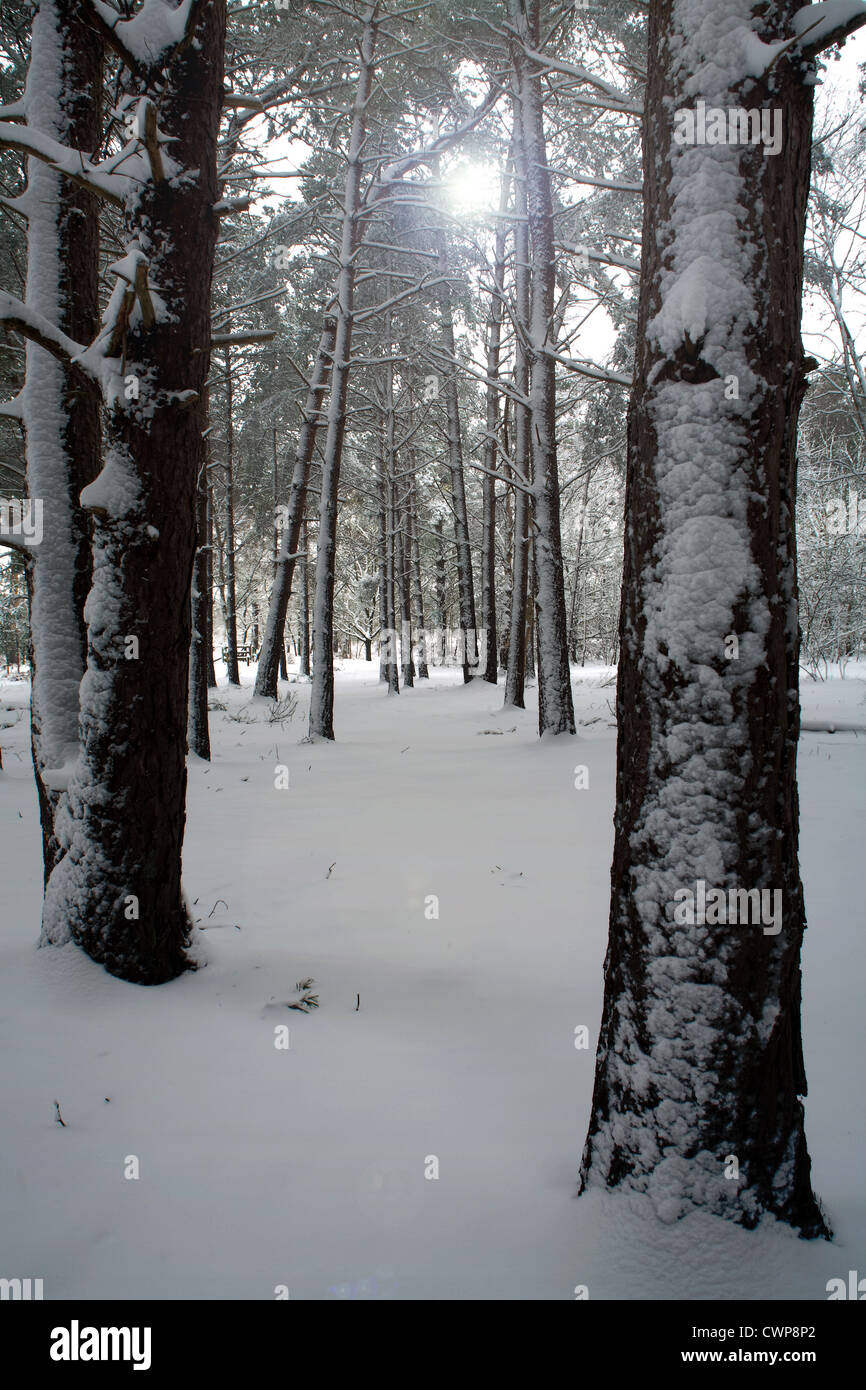 Snow covered pine tree trunks in woodland, Sutton Heath, Sandlings, Suffolk, England, february Stock Photo