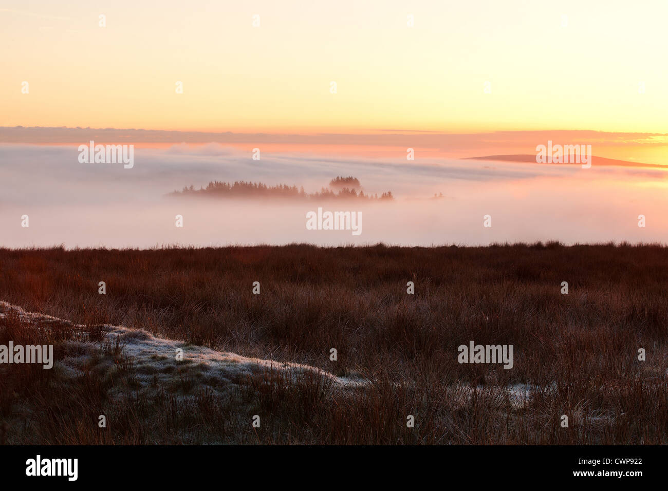 View of thick fog filling valley with top of conifer plantation breaking through at sunrise, Emmetts Grange, Dunkery Beacon, Stock Photo