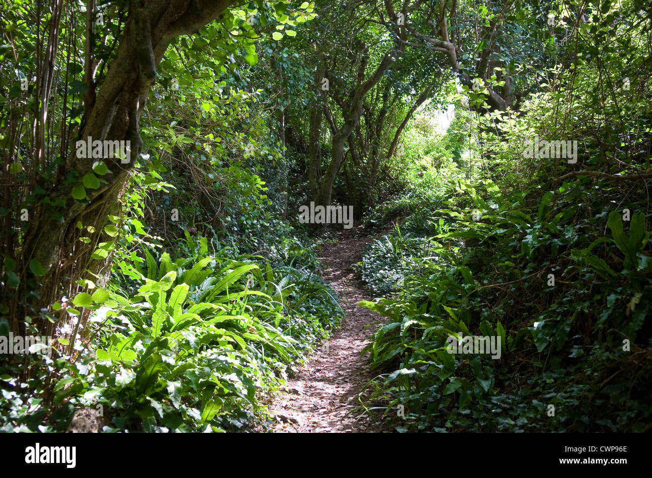 Exotic foliage on The Undercliff walk between Axmouth, Devon and Lyme Regis, Dorset, UK Stock Photo