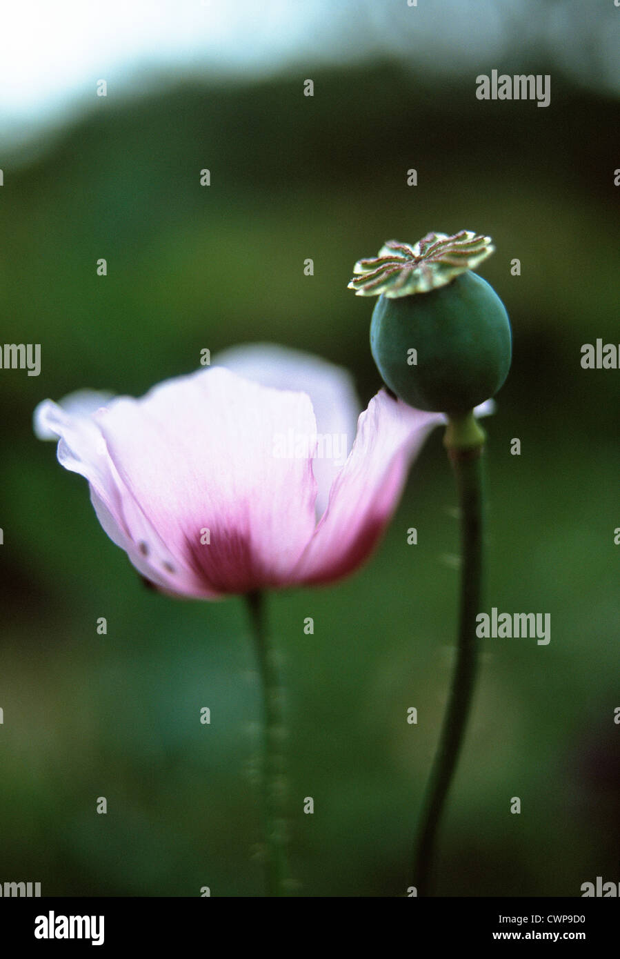 Papaver somniferum, Poppy, Opium poppy Stock Photo - Alamy