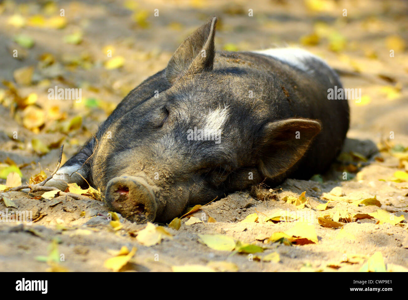 lazy pig sleeping in the afternoon at the shade Stock Photo