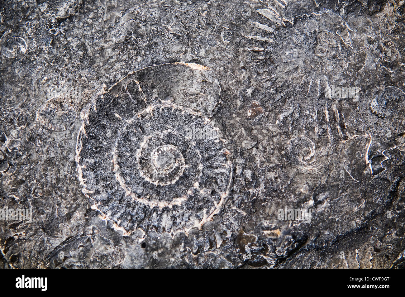 Traces of ammonite fossils in stones on the beach at Lyme Regis, Dorset, UK Stock Photo