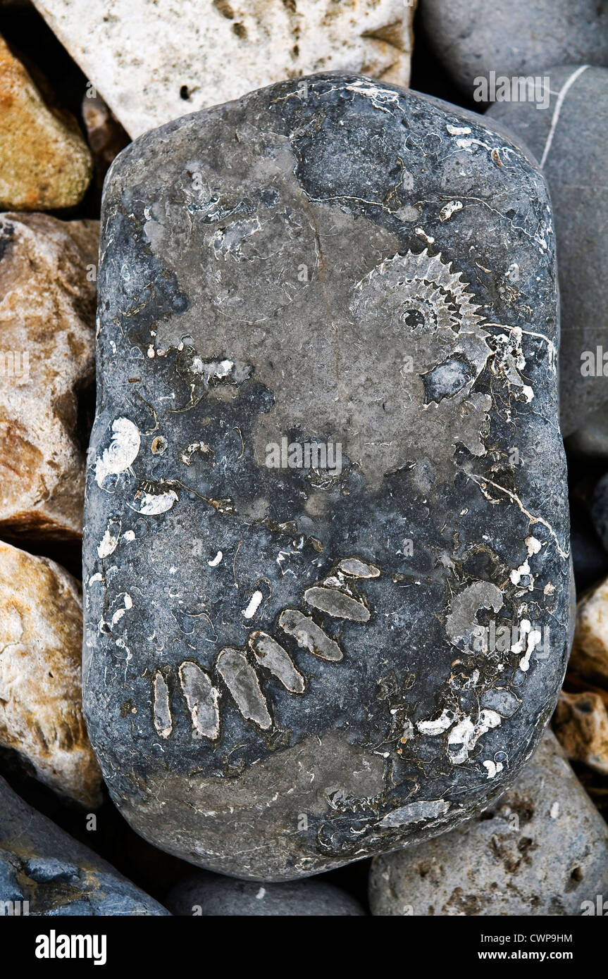 Traces of ammonite fossils in stones on the beach at Lyme Regis, Dorset