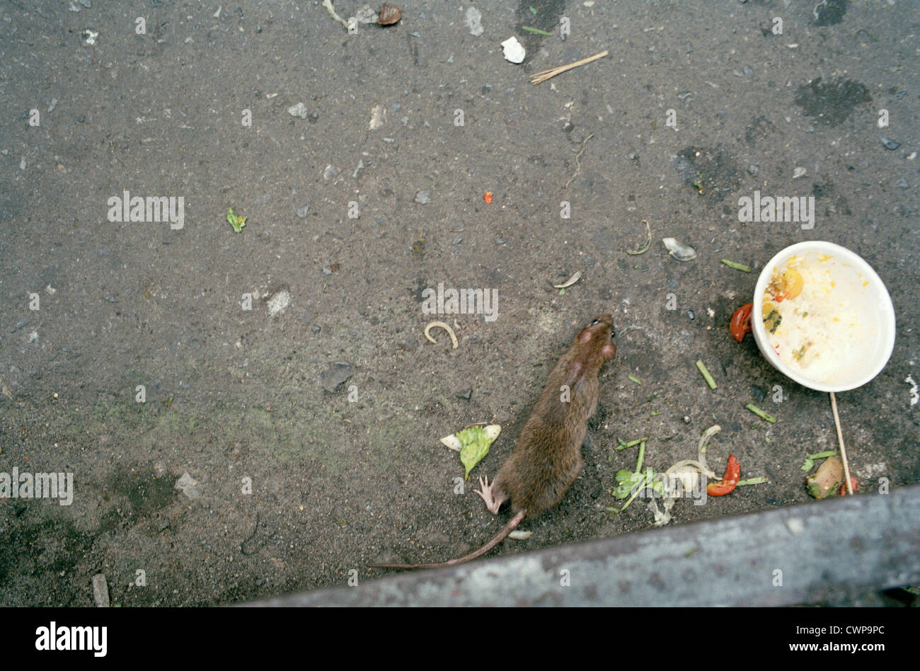 Street rat vermin feeding in the gutter in Bangkok in Thailand in Far East Southeast Asia. Rats Rodent Disease Slum Dirt Urban City Travel Stock Photo