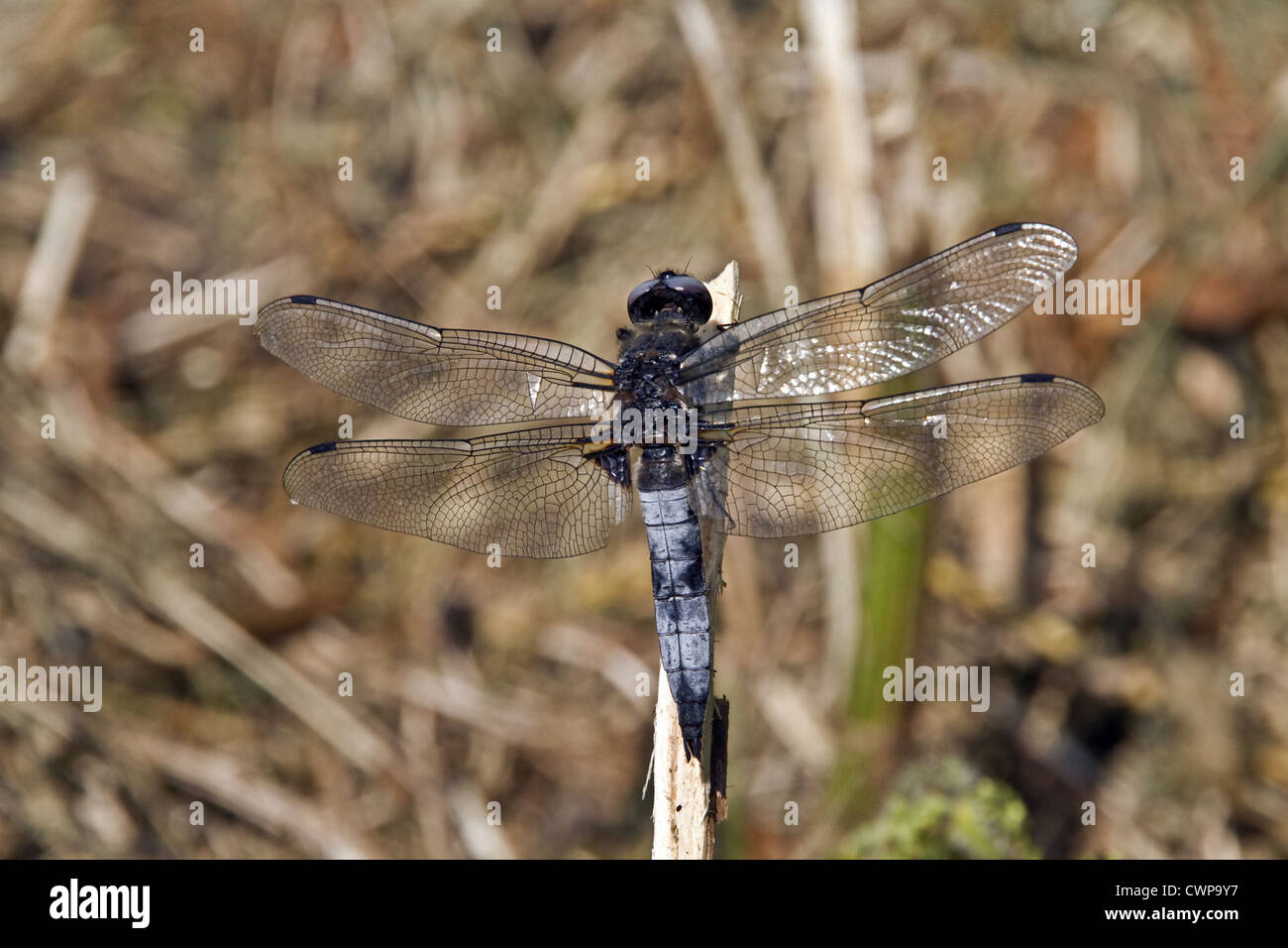 Mature male Scarce Chaser, The dark markings on the power blue abdomen are mating scars, Waveney valley August. Stock Photo