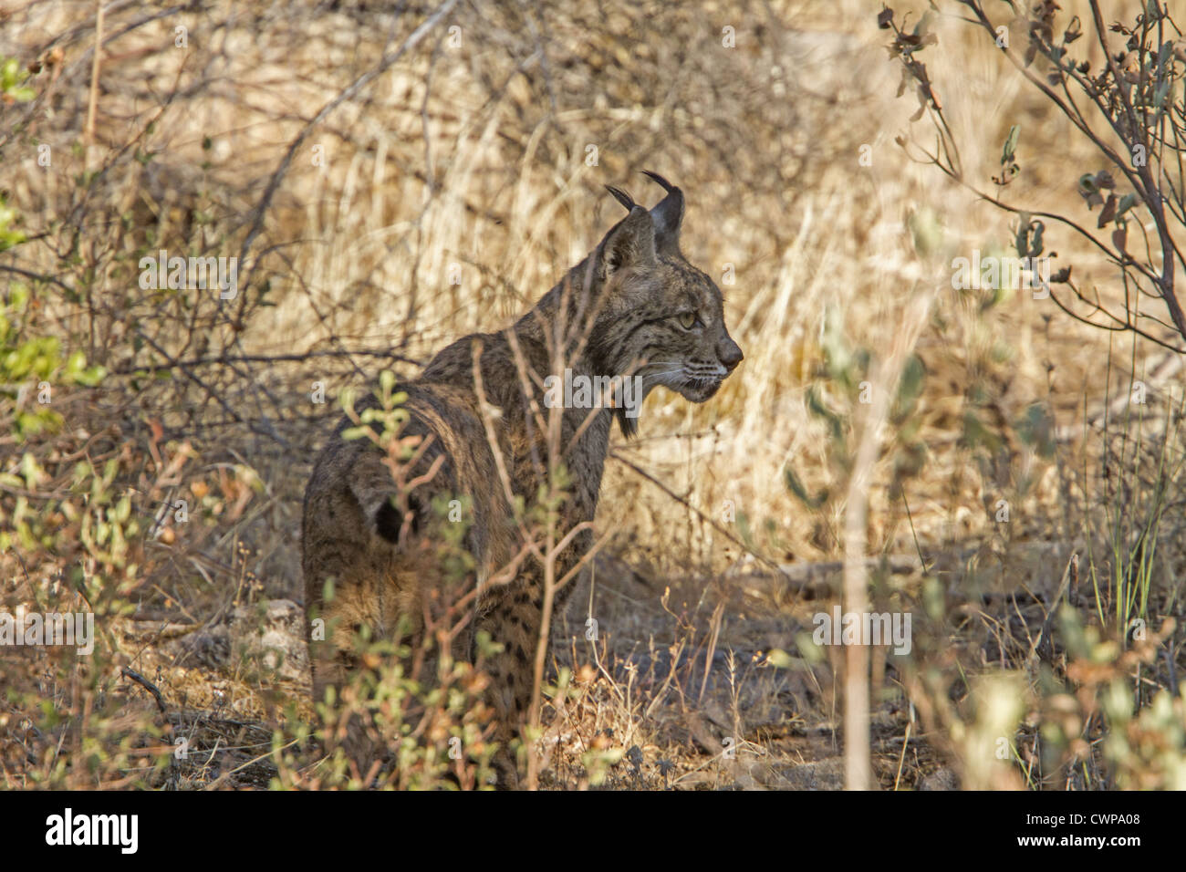 Another name for the Iberian Lynx is the Pardel Lynx (the scientific name is Lynx pardinus), meaning leopard-spotted and indeed Stock Photo
