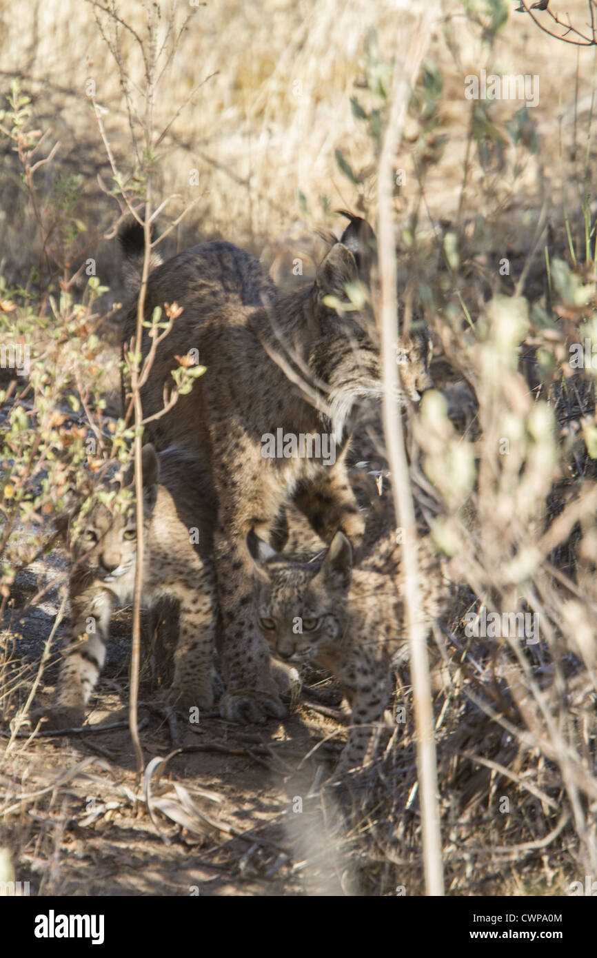 Another name for the Iberian Lynx is the Pardel Lynx (the scientific name is Lynx pardinus), meaning leopard-spotted and indeed Stock Photo