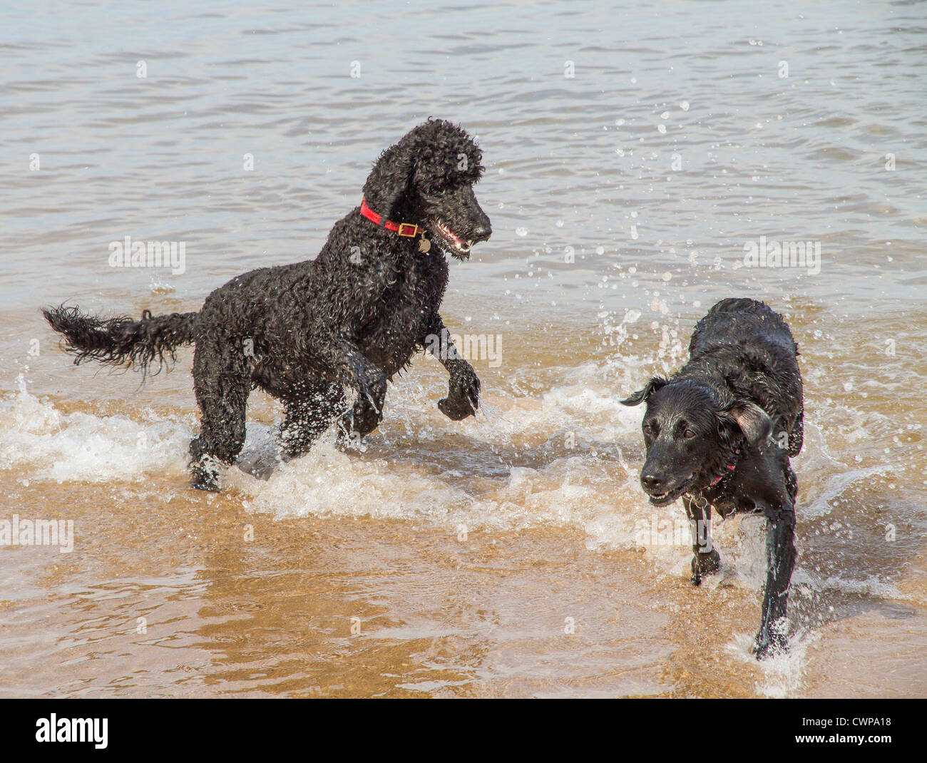 Poodle & Labrador, Gullane, Beach, East Lothian, Scotland Stock Photo