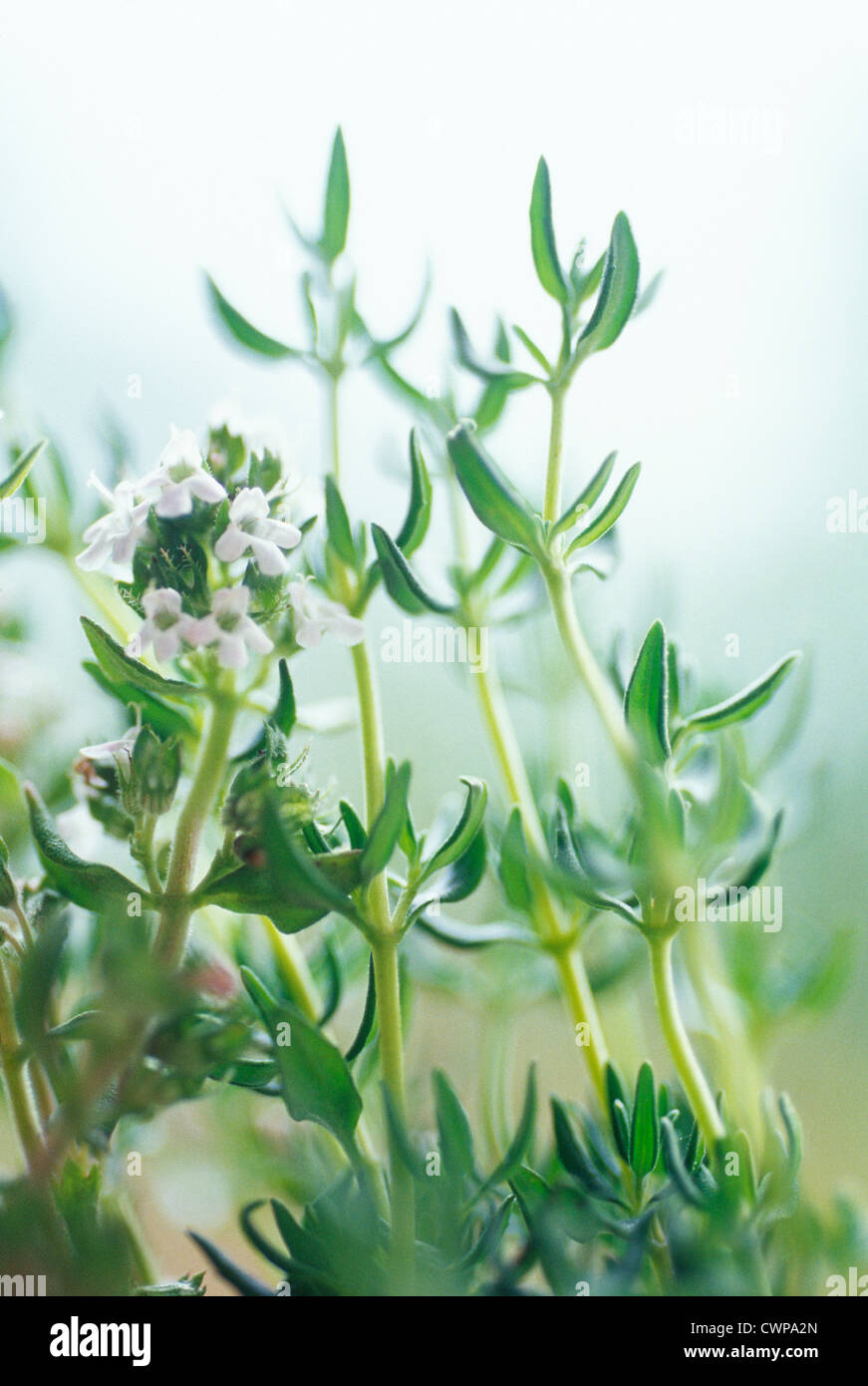 Thymus vulgaris, Thyme Stock Photo Alamy