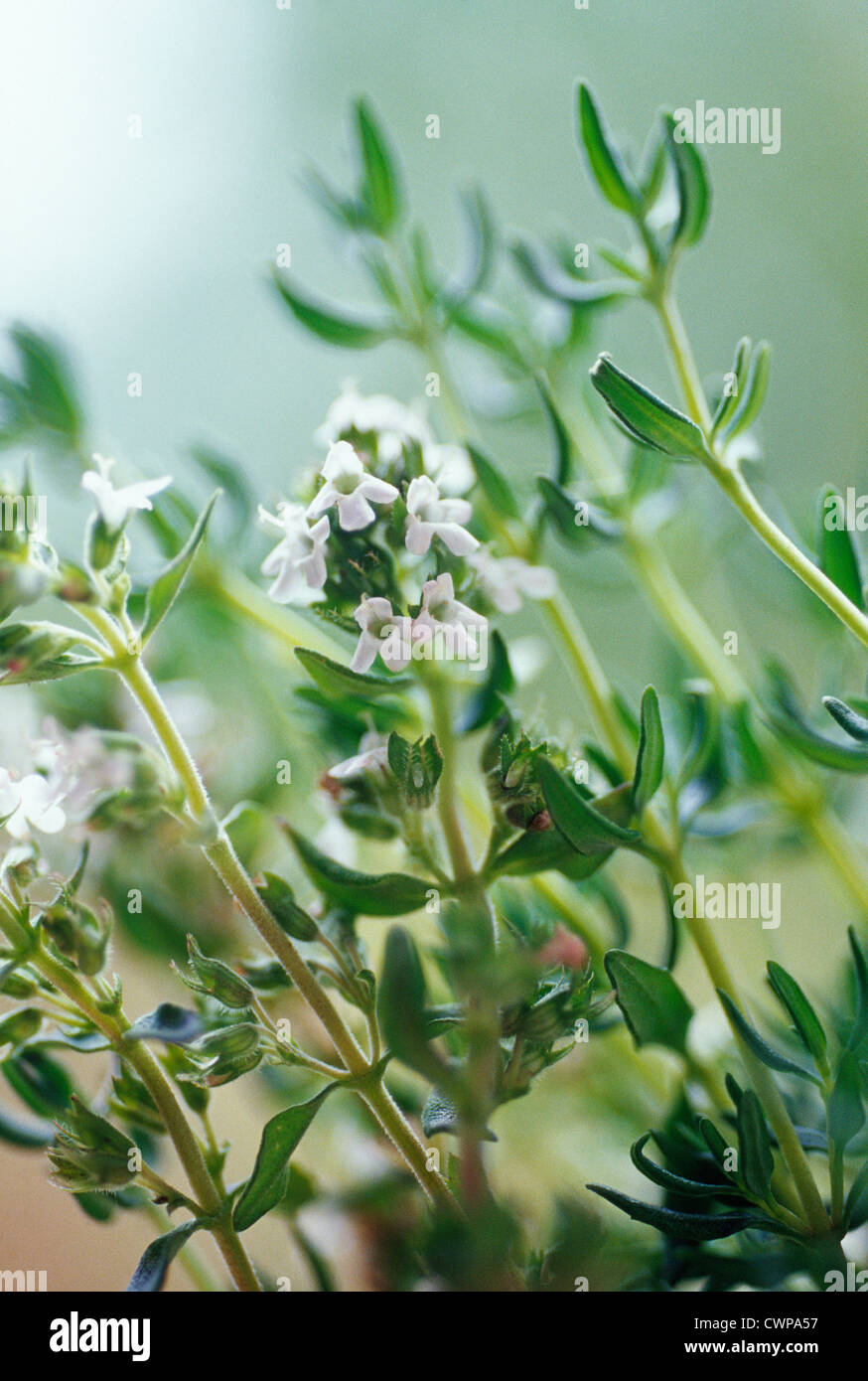 Thymus vulgaris, Thyme Stock Photo Alamy