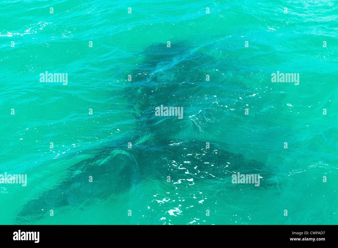 Southern right whale south africa hi-res stock photography and images ...