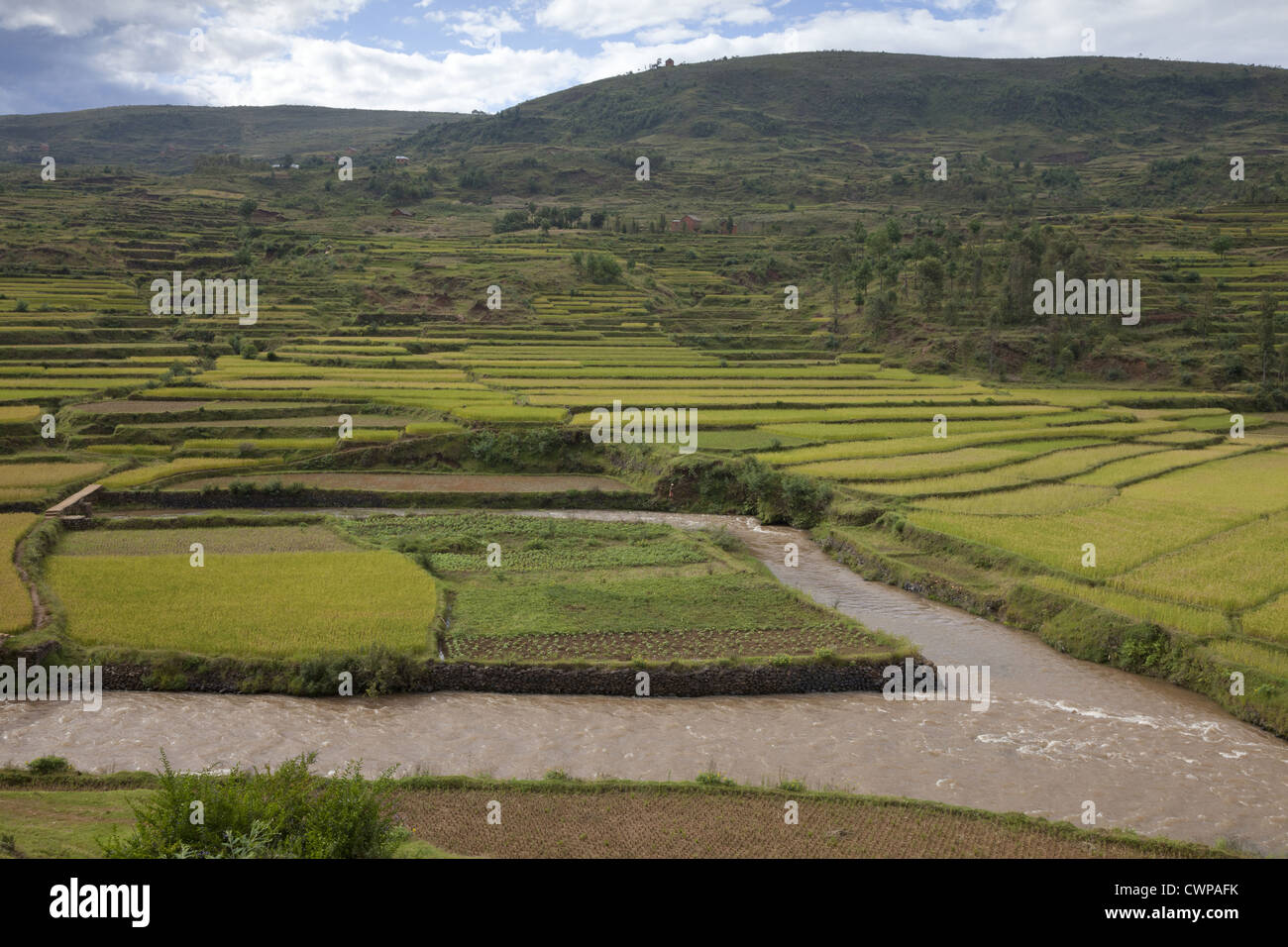 Rice (Oryza sativa) crop, terraced fields and river, Analamanga Region, Antananarivo Province, Central Madagascar Stock Photo