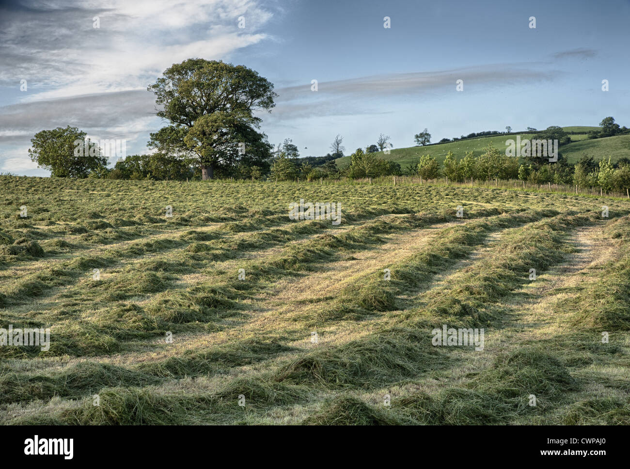 Rows of cut hay in meadow, Forden, Powys, Wales, july Stock Photo - Alamy
